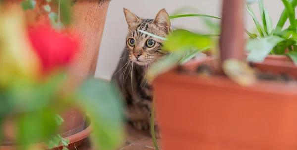 Όμορφη Σύντομη Μαλλιά Γάτα Παίζει Φυτά Στον Κήπο Μια Ηλιόλουστη — Φωτογραφία Αρχείου
