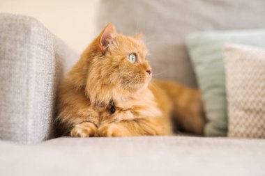 Güneşli bir günde evde kanepede yatan güzel kızıl uzun saçlarını kedi