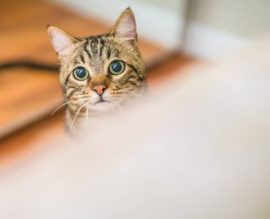 Meraklı arıyorsunuz ve Gizle oynamak evde snooping'i ve aramak kısa saç sevimli kedi