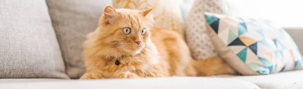 Hermoso Jengibre Pelo Largo Gato Acostado Sofá Día Soleado Casa —  Fotos de Stock