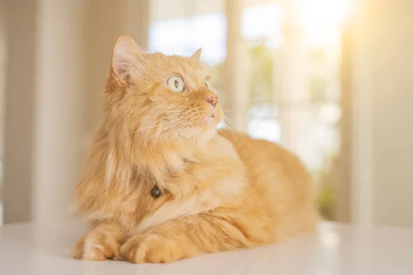 Linda Gengibre Gato Cabelo Longo Deitado Mesa Cozinha Dia Ensolarado — Fotografia de Stock