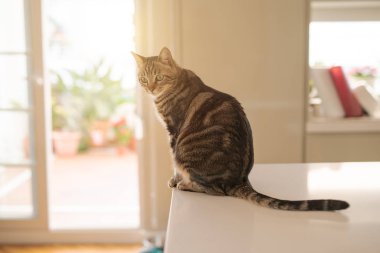 Evde beyaz masaya oturan güzel kısa saç kedi