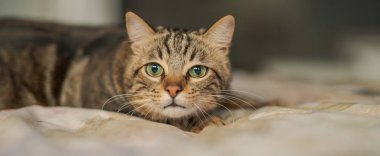 Evdeki yatakta yatan güzel kısa saçlı kedi.