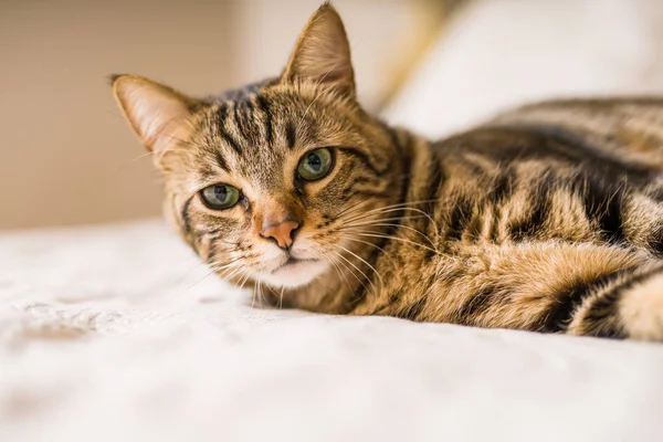 Hermoso Gato Pelo Corto Acostado Cama Casa —  Fotos de Stock