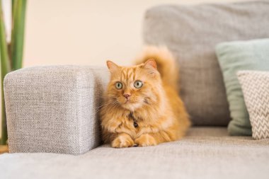 Güneşli bir günde evde kanepede yatan güzel kızıl uzun saçlarını kedi