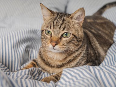 Evdeki yatakta yatan güzel kısa saçlı kedi.