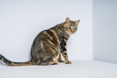 Evdeki yatakta yatan güzel kısa saçlı kedi.