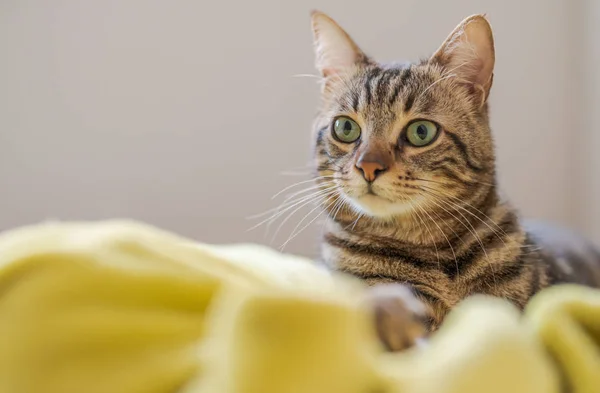 Vacker Kort Hår Katt Liggande Sängen Hemma — Stockfoto