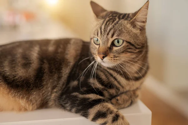自宅の白いテーブルの上に横たわる美しい短い髪猫 — ストック写真