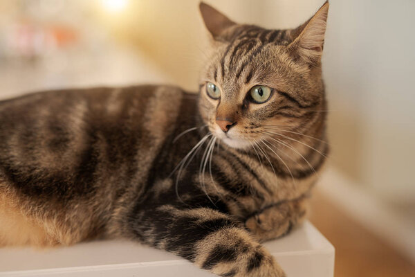 Beautiful short hair cat lying on white table at home