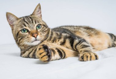 Evdeki yatakta yatan güzel kısa saçlı kedi.