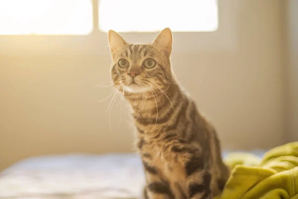 Mooi Kort Haar Kat Liggend Het Bed Thuis — Stockfoto