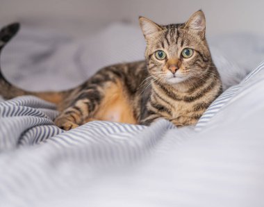 Evdeki yatakta yatan güzel kısa saçlı kedi.