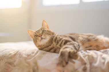 Evdeki yatakta yatan güzel kısa saçlı kedi.