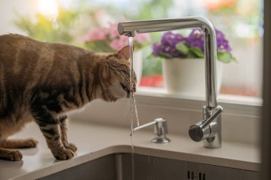 Güzel kısa saç kedi içme suyu musluk mutfak at