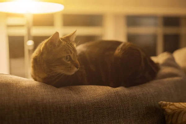 Beautiful Short Hair Cat Lying Sofa Home — Stock Photo, Image