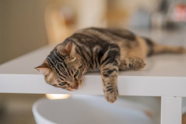 Güzel kısa saç kedi evde beyaz masanın üzerinde yatan