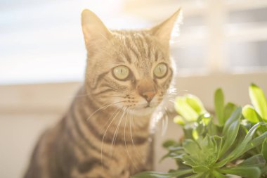 Oynama bitkiler ile Bahçe güneşli bir günde evde güzel kısa saç kedi