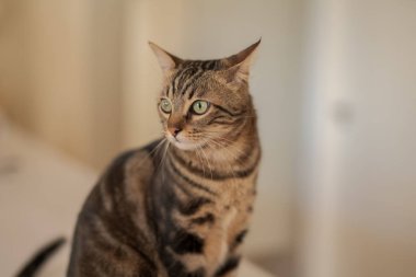 Evde beyaz masaya oturan güzel kısa saç kedi