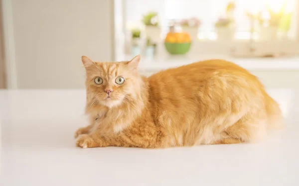 晴れた日に自宅の台所のテーブルに横になっている生姜の美しい長い髪の猫 — ストック写真