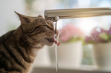 Güzel kısa saç kedi içme suyu musluk mutfak at