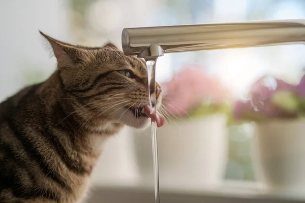Gyönyörű Rövid Haj Macska Ivóvíz Csapból Konyha — Stock Fotó