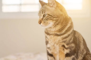 Evdeki yatakta yatan güzel kısa saçlı kedi.