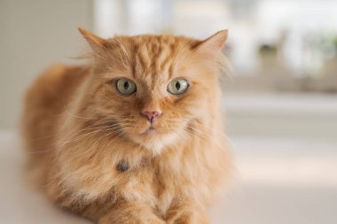 Güneşli bir günde evde mutfak masanın üzerinde yatan güzel kızıl uzun saçlarını kedi