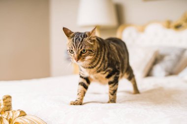 Evdeki yatakta yatan güzel kısa saçlı kedi.