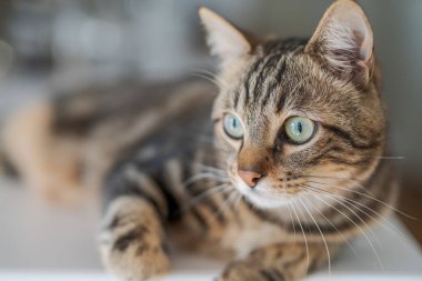 Güzel kısa saç kedi evde beyaz masanın üzerinde yatan