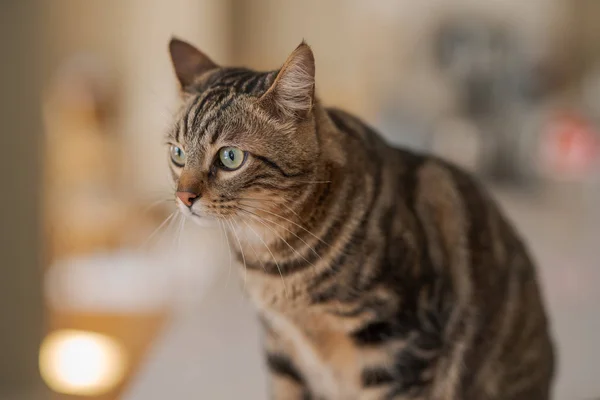 Beau Chat Cheveux Courts Assis Sur Une Table Blanche Maison — Photo