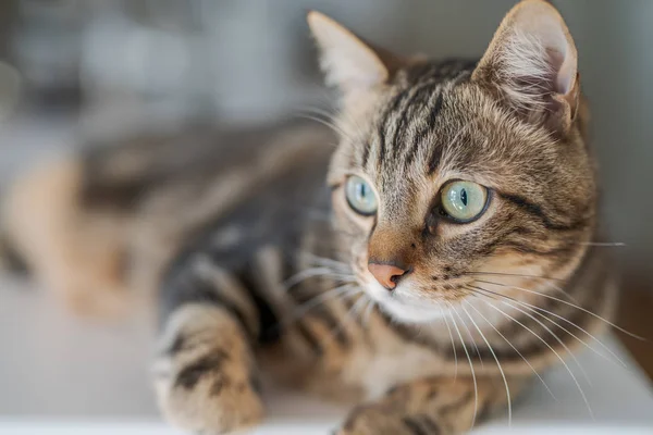 Vackra Kort Hår Katt Liggande Vitt Bord Hemma — Stockfoto