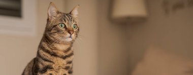 Evdeki yatakta yatan güzel kısa saçlı kedi.