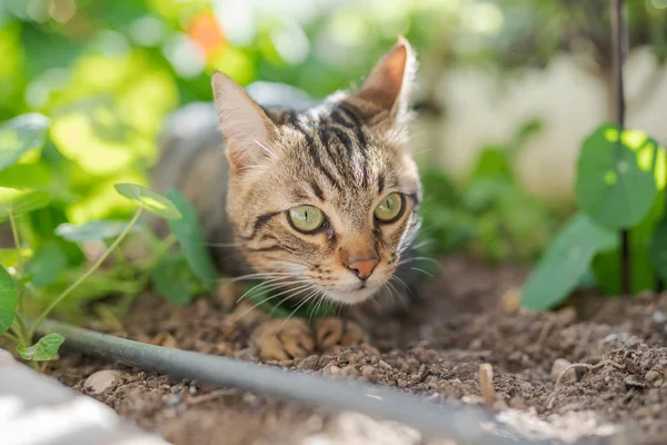 Vackra Kort Hår Katt Leker Med Växter Trädgården Solig Dag — Stockfoto