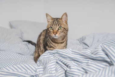 Evdeki yatakta yatan güzel kısa saçlı kedi.