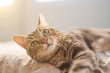 Evdeki yatakta yatan güzel kısa saçlı kedi.