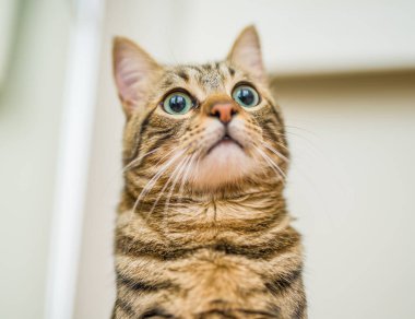 Kısa saç sevimli kedi evde meraklı ve snooping seyir