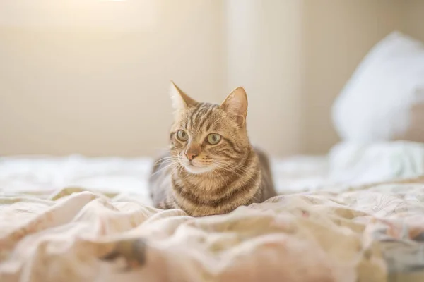 Mooi Kort Haar Kat Liggend Het Bed Thuis — Stockfoto