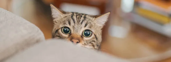 Cute Short Hair Cat Looking Curious Snooping Home Playing Hide — Stock Photo, Image