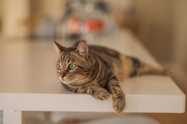 Güzel kısa saç kedi evde beyaz masanın üzerinde yatan