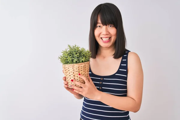 Young beautiful Chinese woman holding plant pot standing over isolated white background with a happy face standing and smiling with a confident smile showing teeth