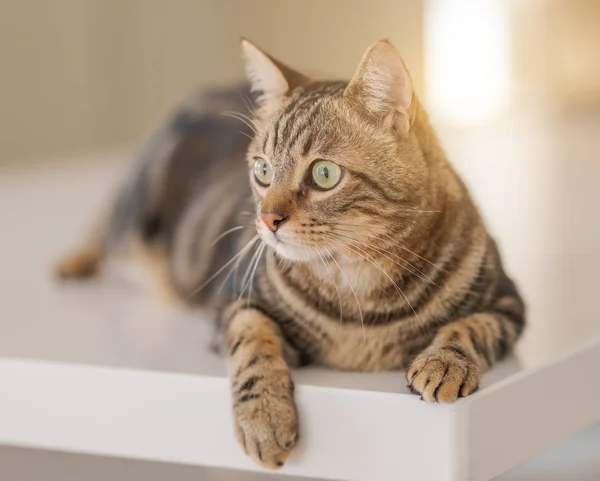 Güzel Kısa Saç Kedi Evde Beyaz Masanın Üzerinde Yatan — Stok fotoğraf