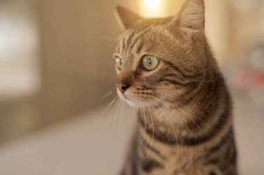 Evde beyaz masaya oturan güzel kısa saç kedi