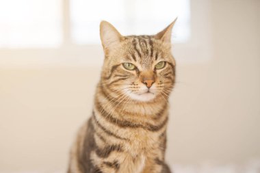 Evdeki yatakta yatan güzel kısa saçlı kedi.