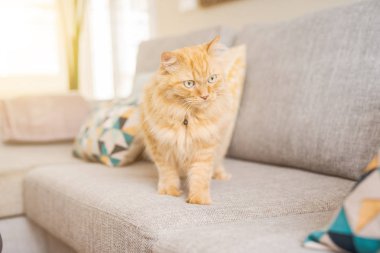 Güneşli bir günde evde kanepede yatan güzel kızıl uzun saçlarını kedi
