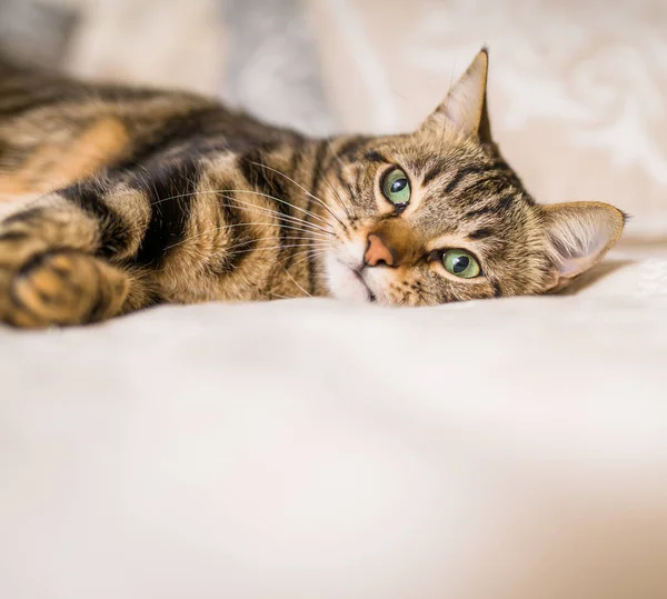 Hermoso Gato Pelo Corto Acostado Cama Casa — Foto de Stock