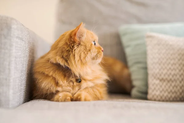 美丽的生姜长毛猫躺在沙发上一个阳光明媚的日子在家里 — 图库照片