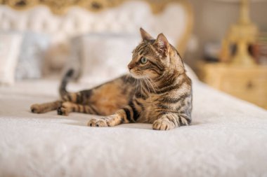 Evdeki yatakta yatan güzel kısa saçlı kedi.