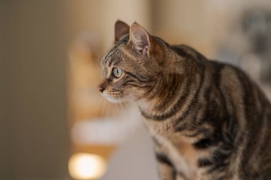 Evde beyaz masaya oturan güzel kısa saç kedi