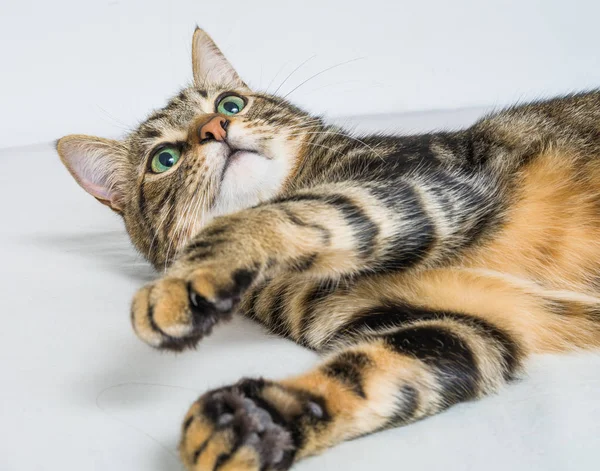 Schöne Kurzhaarkatze Liegt Hause Auf Dem Bett — Stockfoto